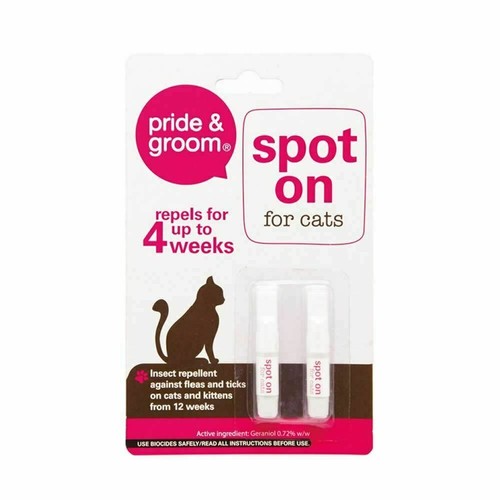 Cat kitten spot - kitten, on