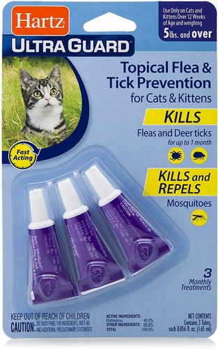 Cat flea and - cat,
